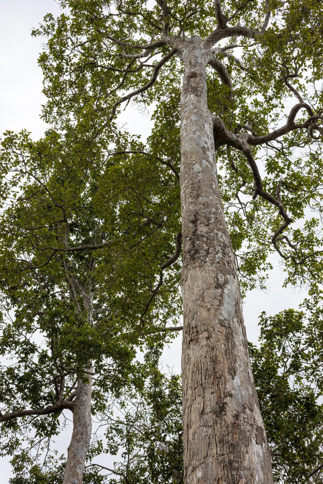 A view from the roots of many tall Dipterocarpus alatus Roxb trees that