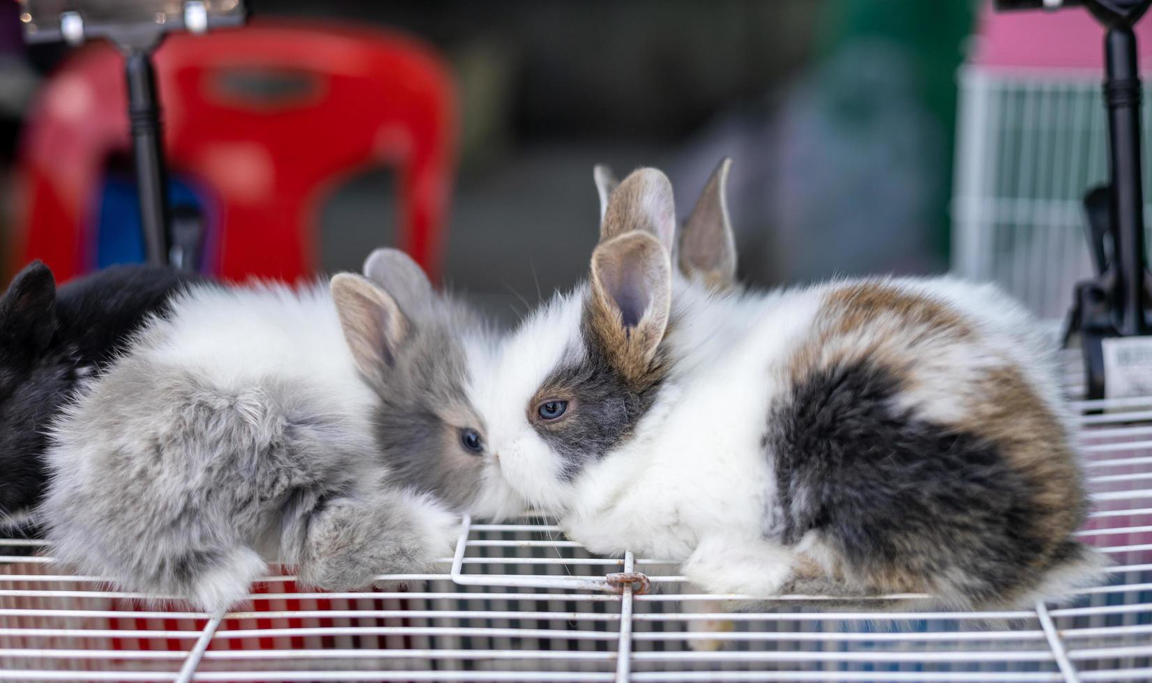 Adorable little white and brown rabbits are lounging on a white cage for sale. photo