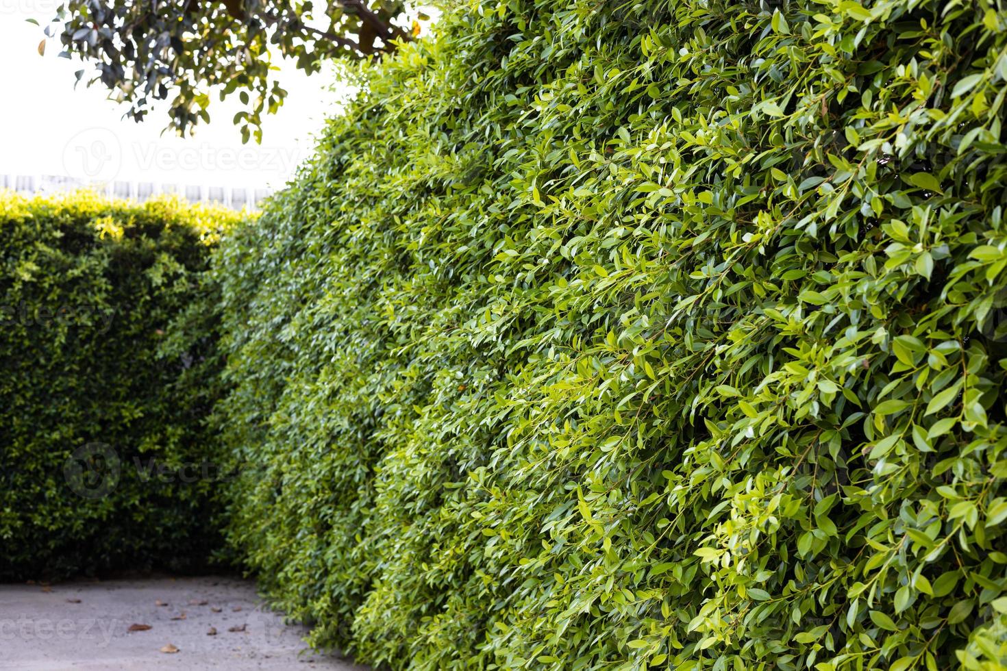 Close-up side view of the background wall of lush green leafy bushes trimmed. photo