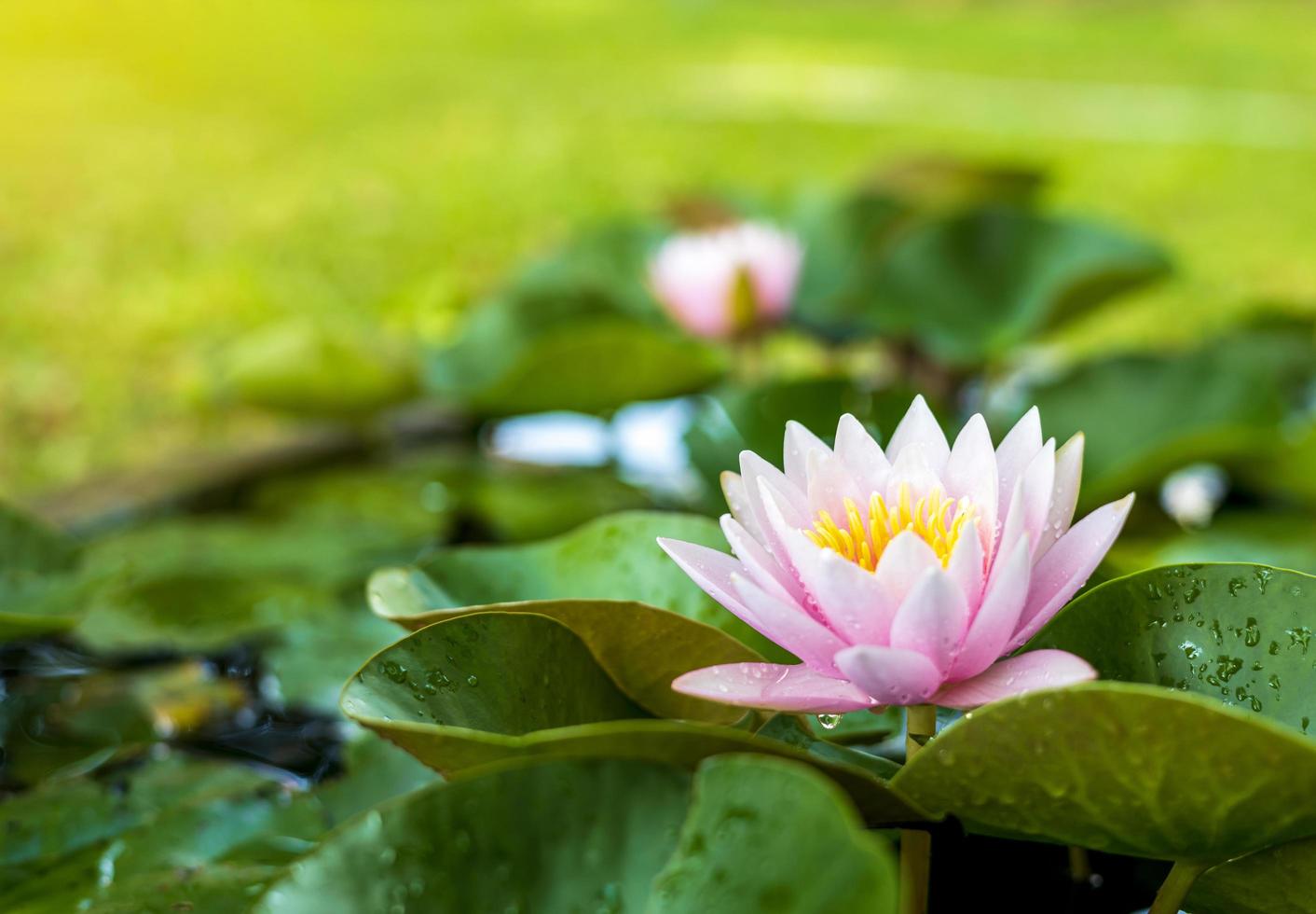 Pink lotus petals with yellow stamens bloom beautifully in both the clear foreground. photo