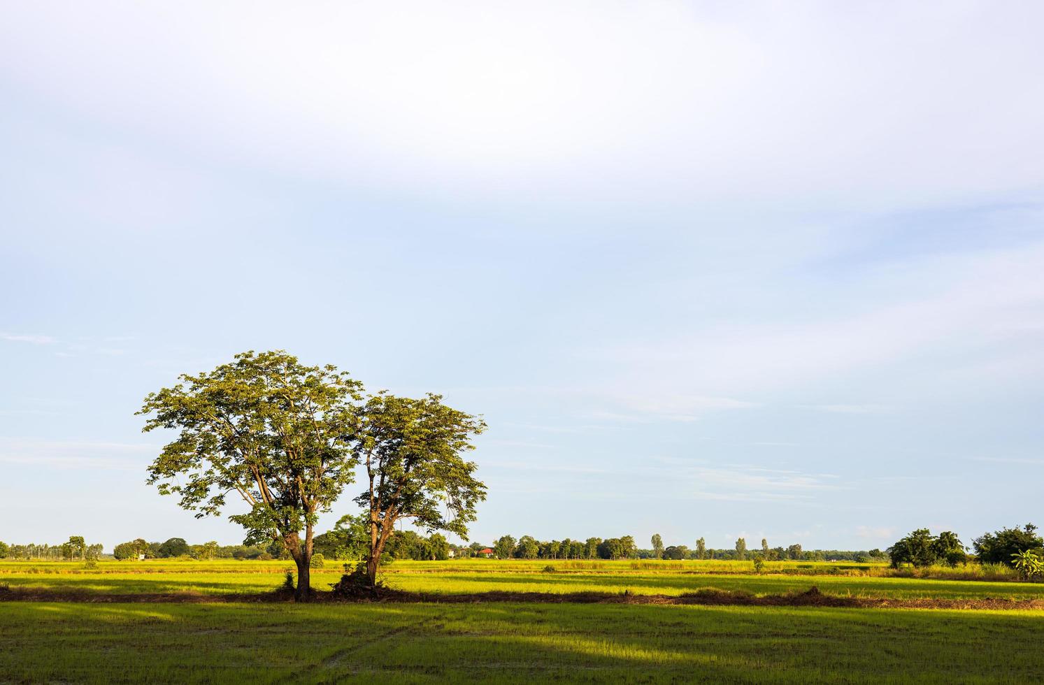 A view of the two trees growing on the mound among the green rice fields. photo