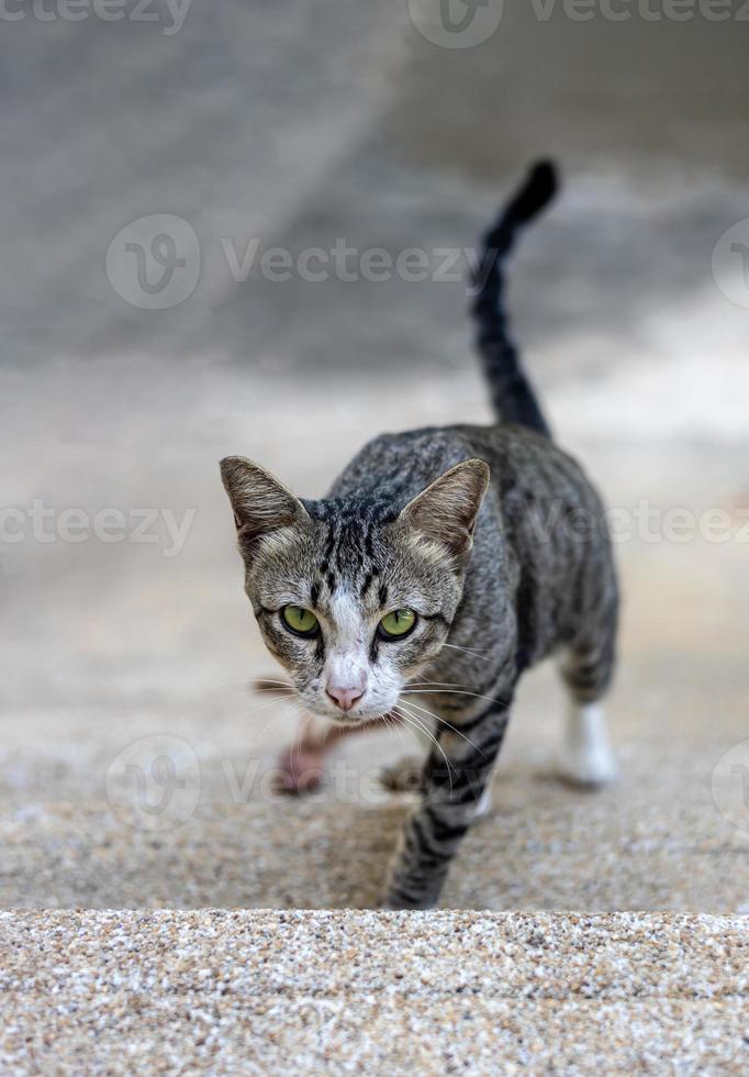 Close-up of a black-patterned Thai cat walking up the stairs. photo