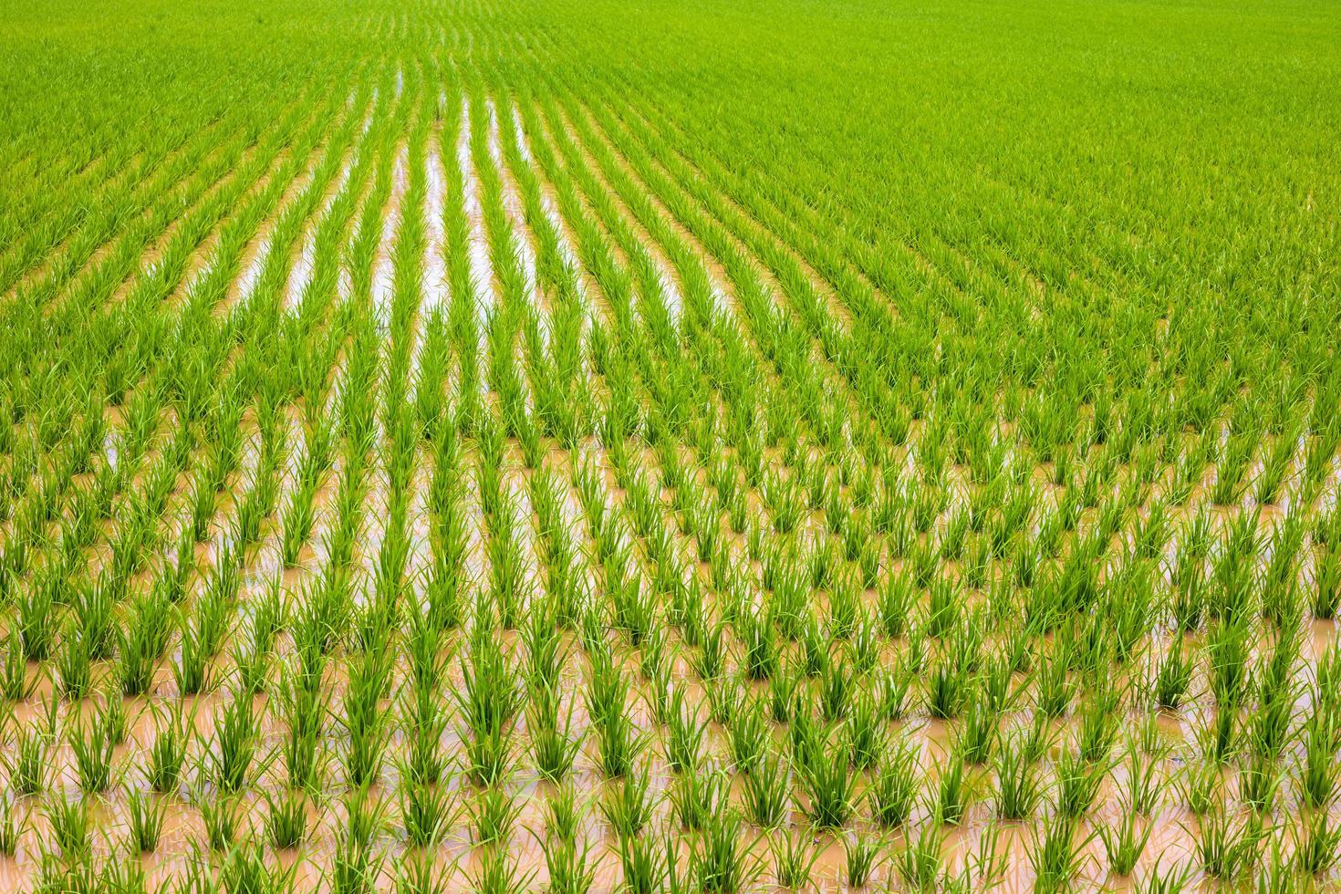 Background, panoramic view, many green rice paddy saplings growing in rows. photo