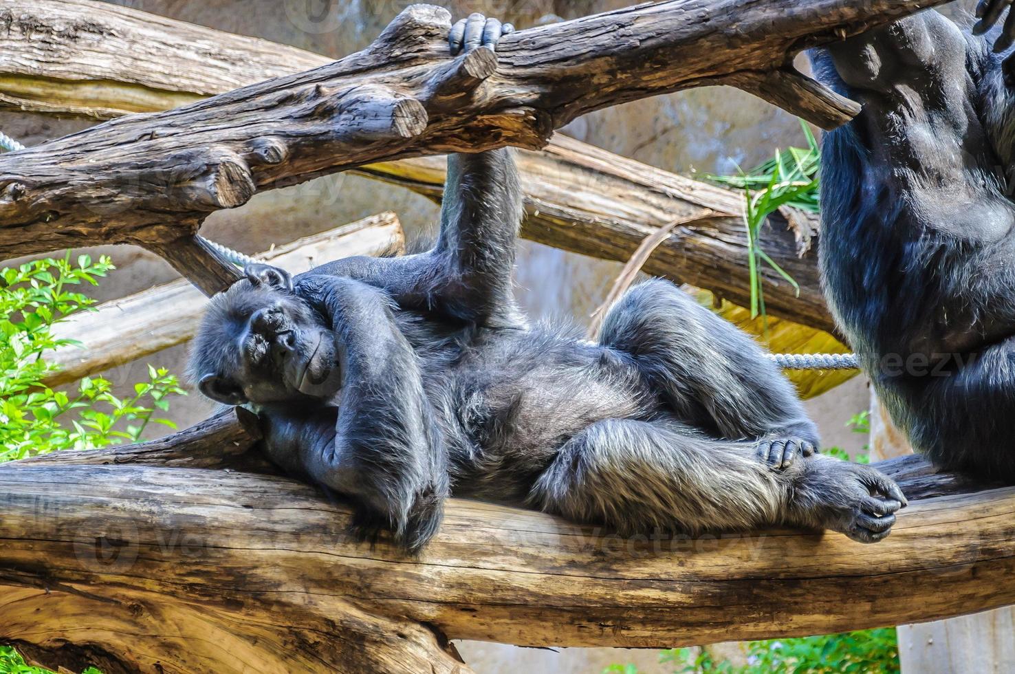 Chimpanzee, chim monkey is sleeping in Loro Parque, Tenerife, Ca photo