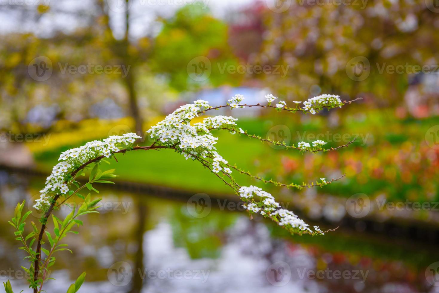 Branch of white flowers with blurred background in Keukenhof park, Lisse, Holland, Netherlands photo