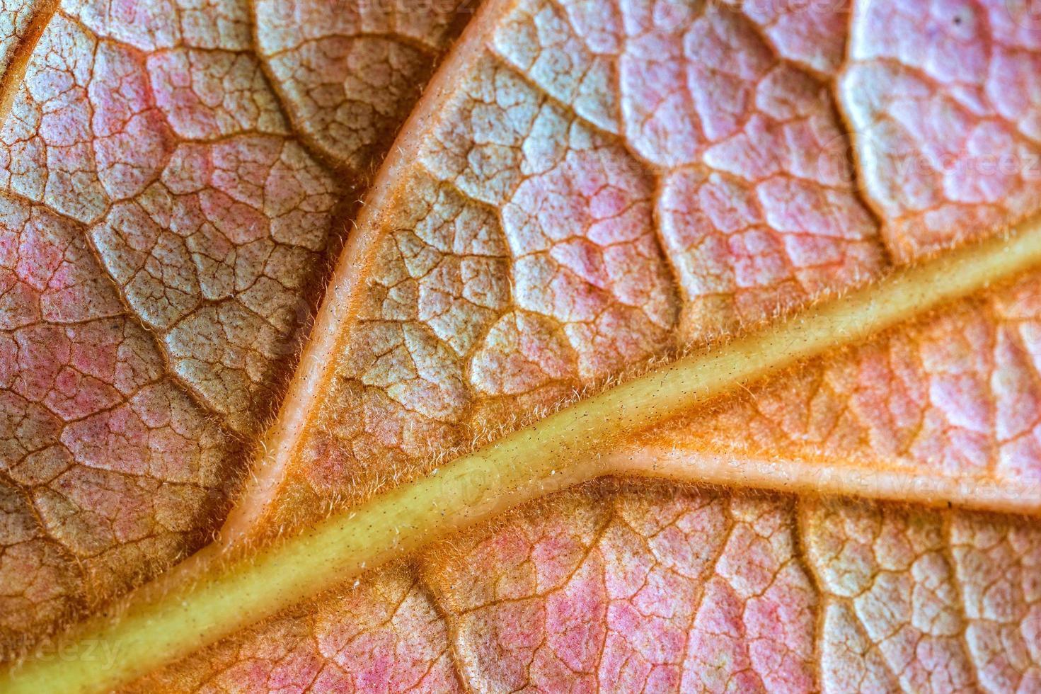Amazing macro detail of leaf structure photo