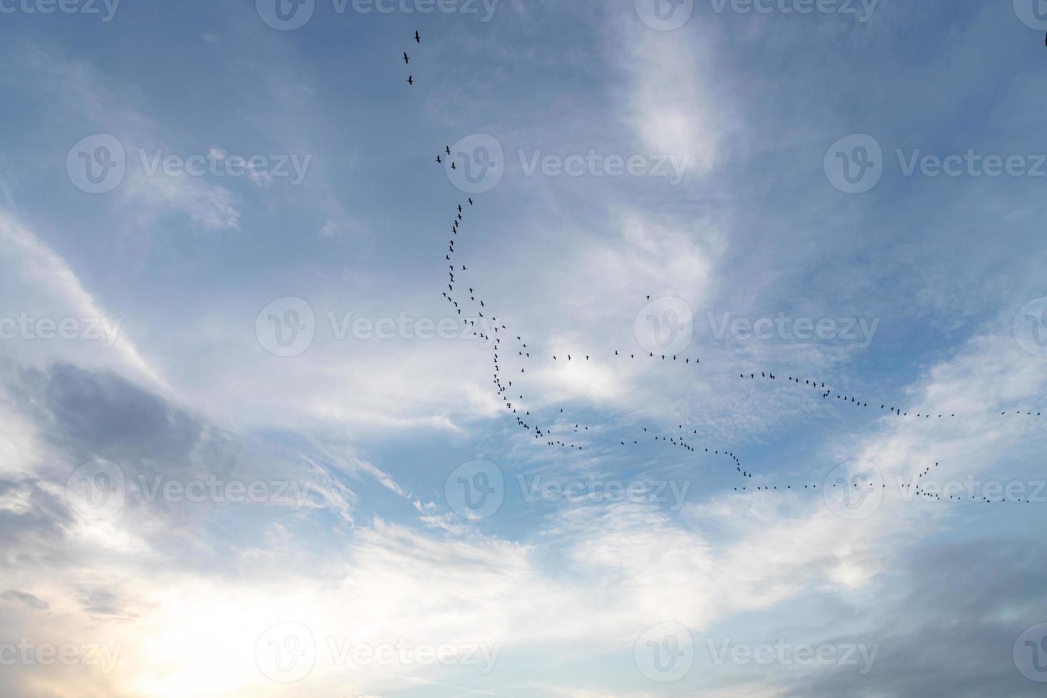 Bird migration against a cloudy sky, the regular seasonal movement photo