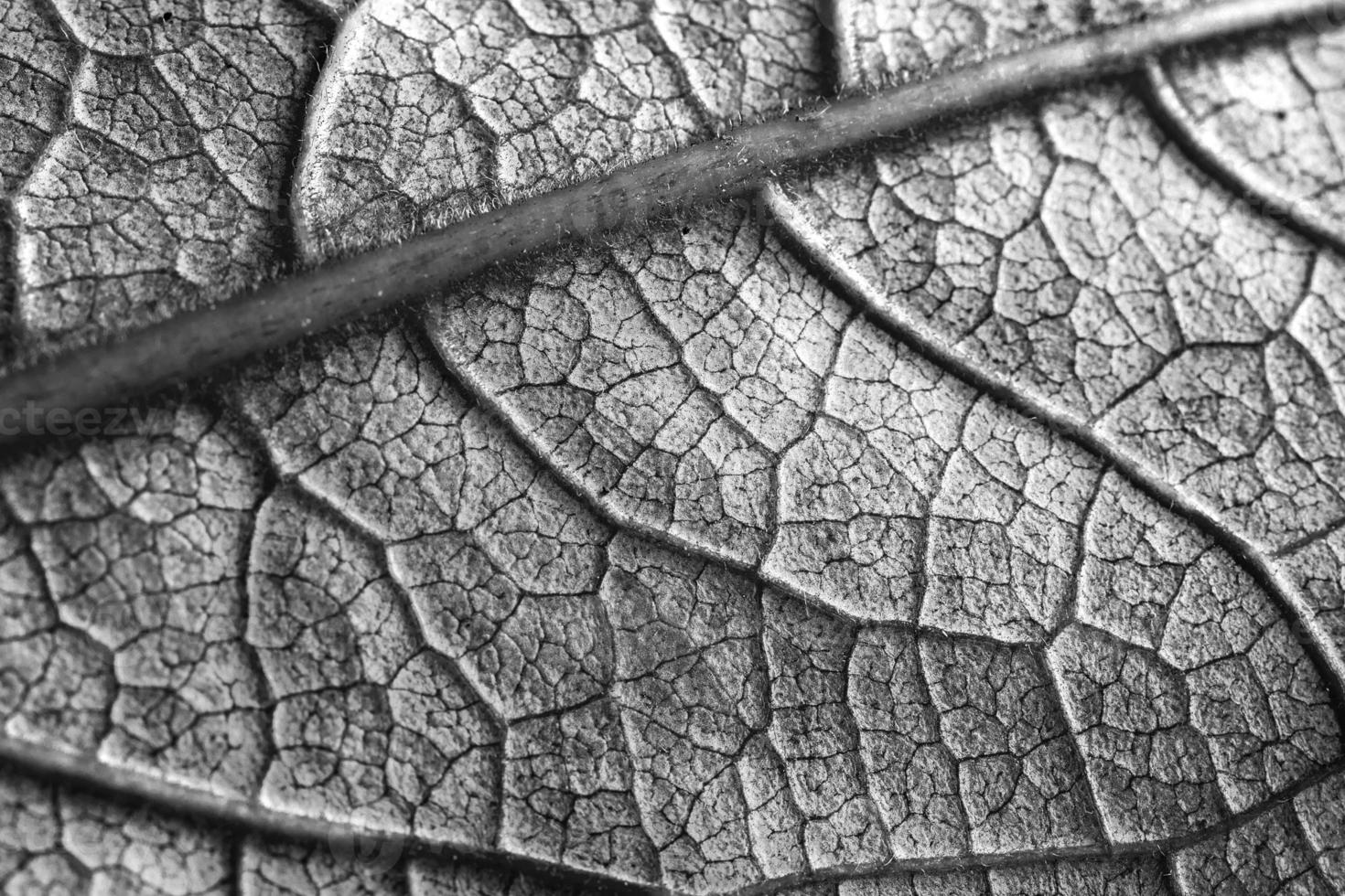 close-up of texture of leaf, black and white photo