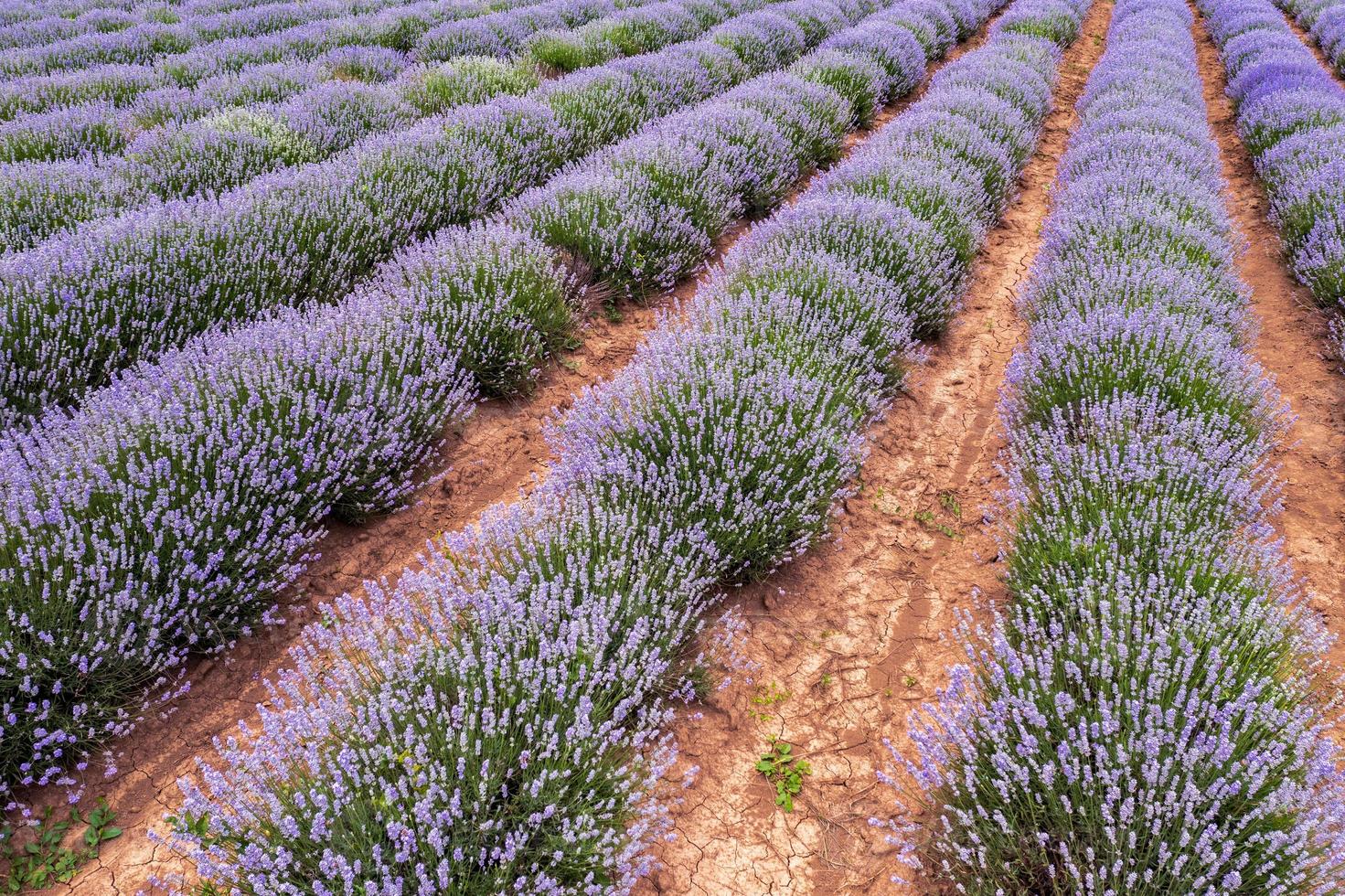 The exciting landscape of endless lavender rows. Aerial view from a drone photo
