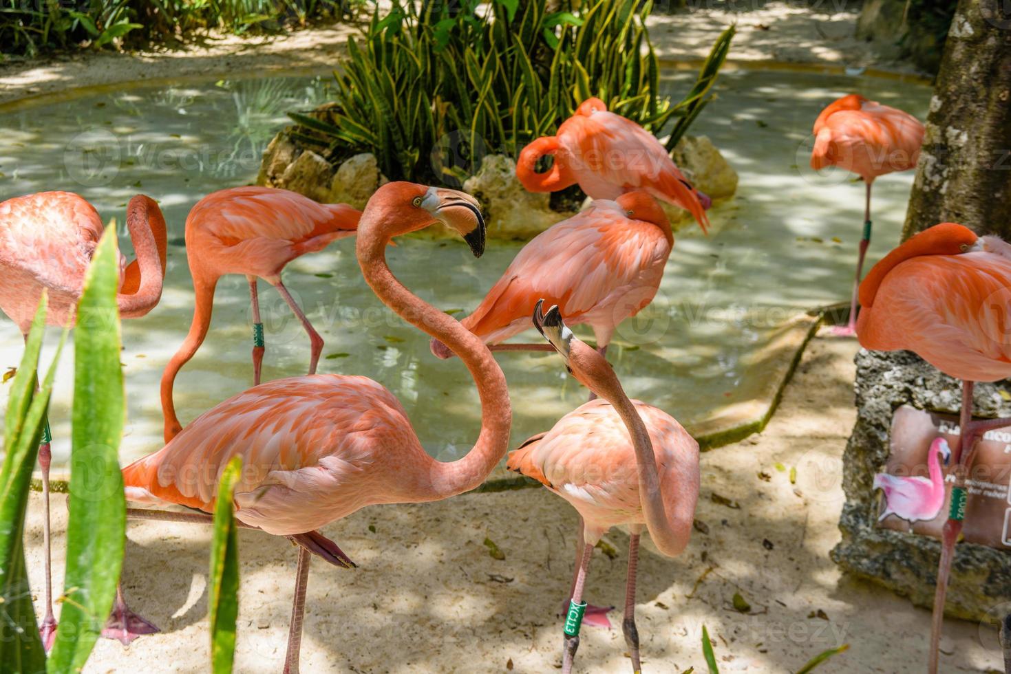 Pink flamingos in the shadow of trees in the park, Playa del Carmen, Riviera Maya, Yu atan, Mexico photo