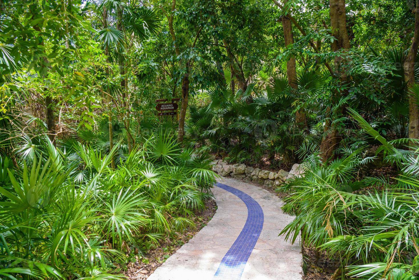 Walking trail path in rain tropical forest jungles near Playa del Carmen, Riviera Maya, Yu atan, Mexico photo