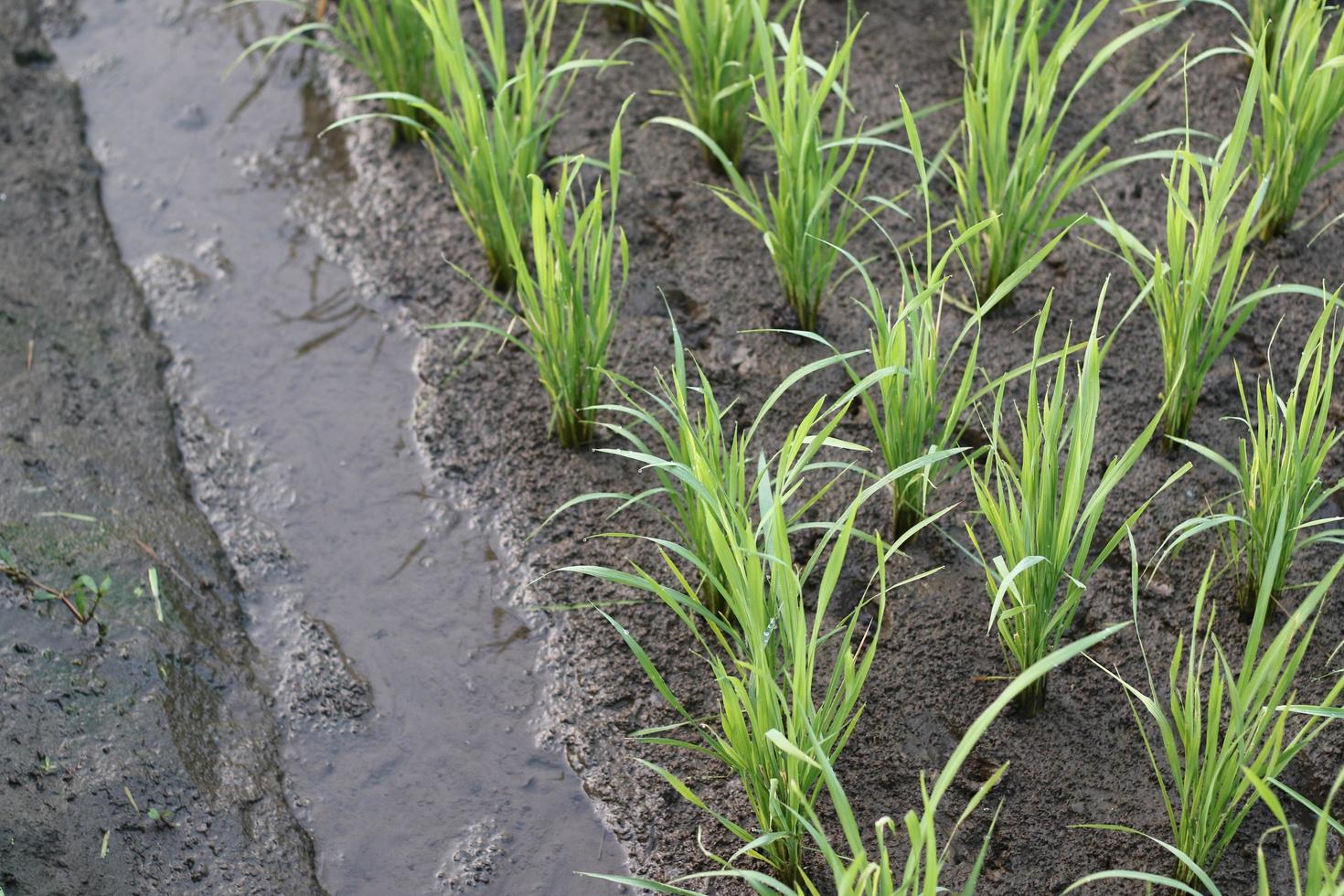 small rice plants that live in the farmers' fields photo