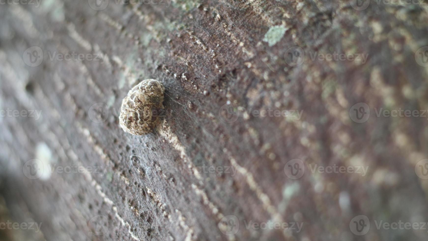 The beauty of near the dried bark of the tree photo