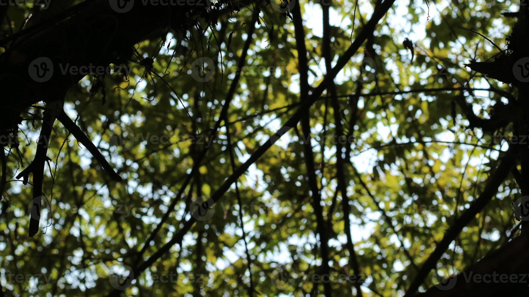 Beautiful green currant tree leaves photo