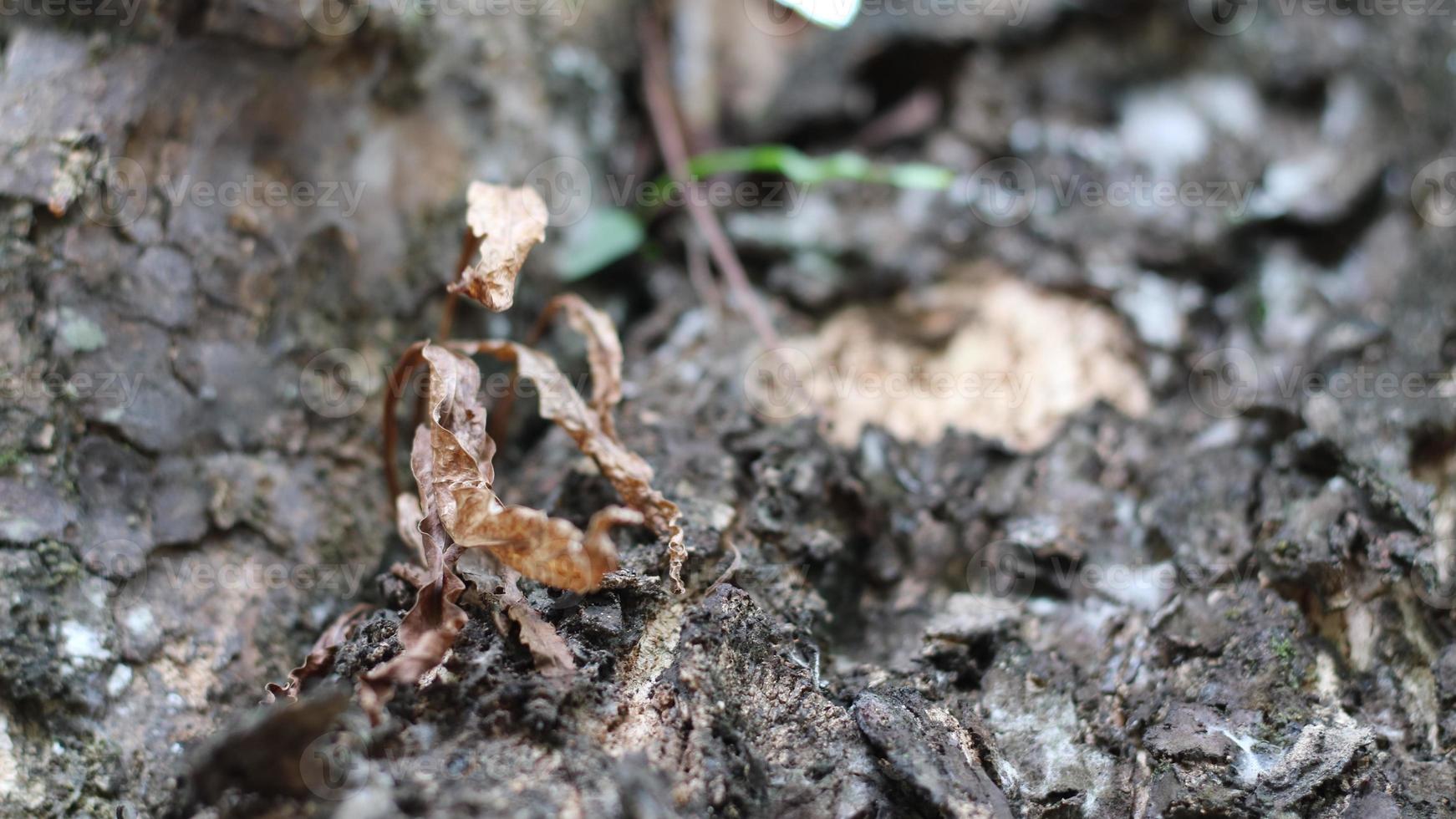 The beauty of near the dried bark of the tree photo