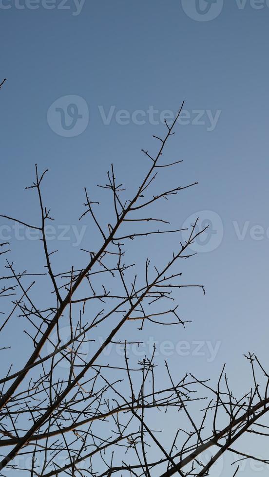 ramas de árboles que se han secado en el otoño foto