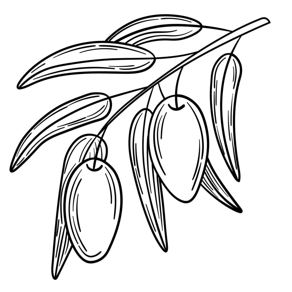 Hand drawn simple olive branch for your design vector