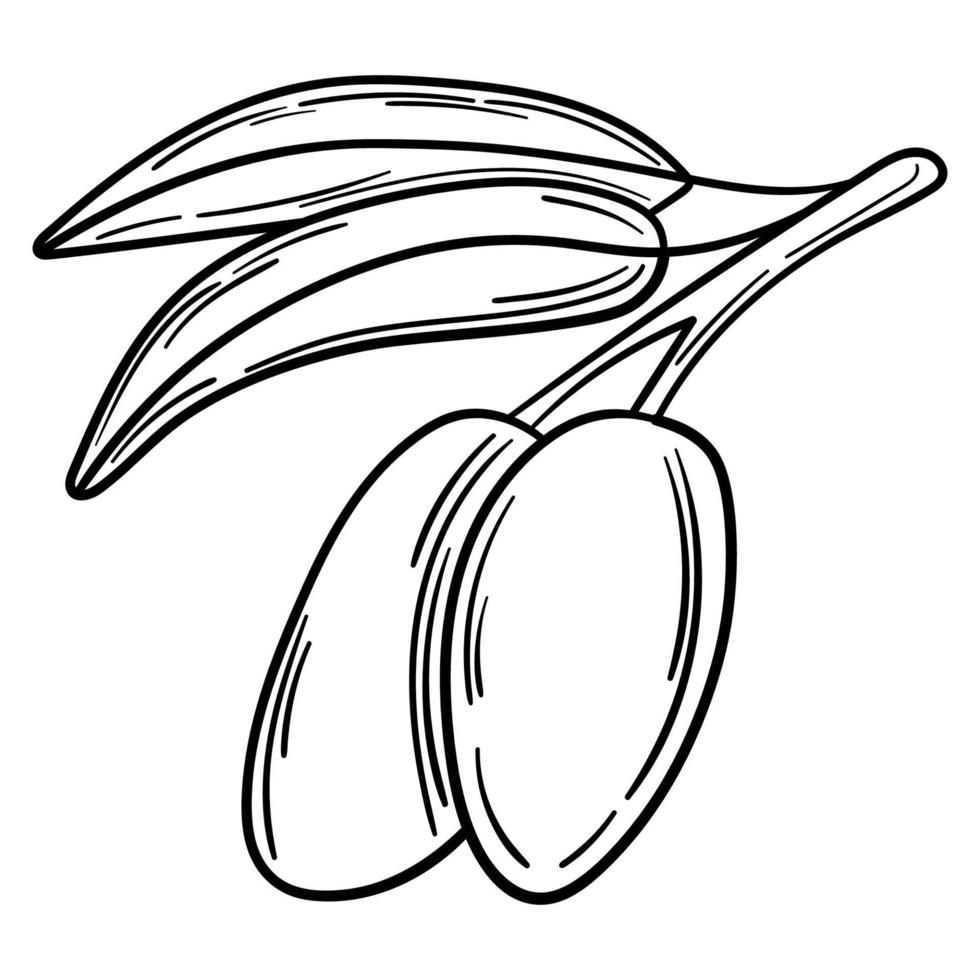 rama de olivo simple dibujada a mano para su diseño vector