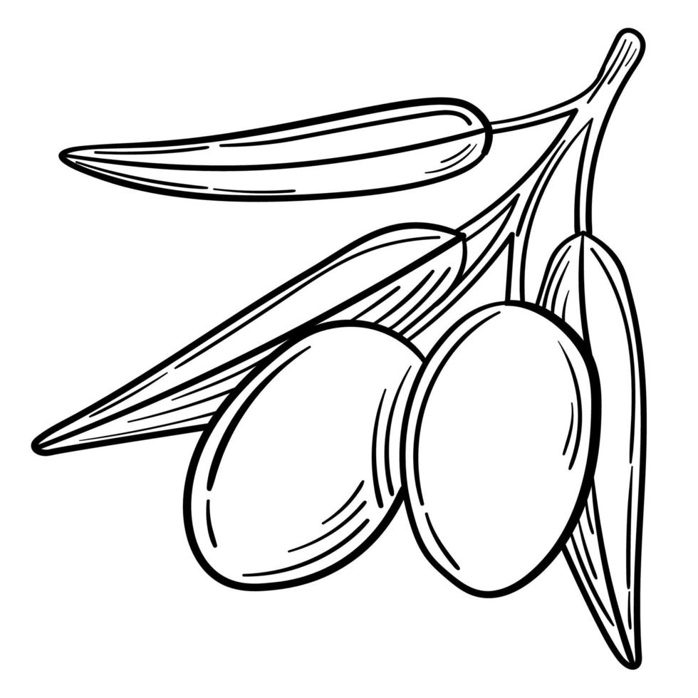 Hand drawn simple olive branch for your design vector