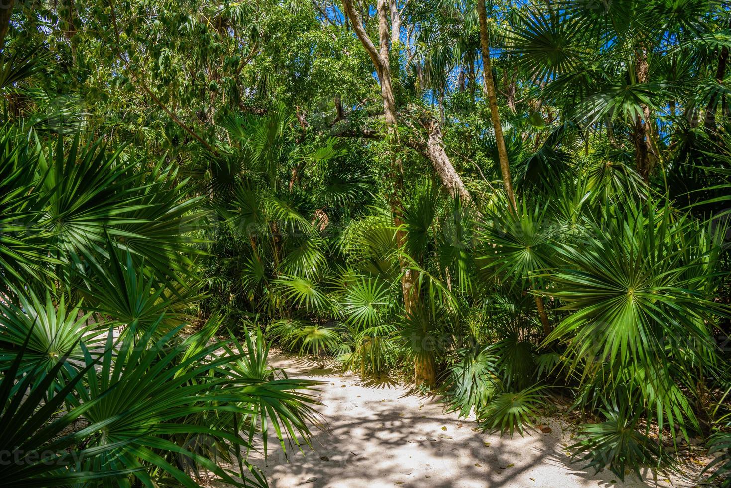 Walking trail path in rain tropical forest jungles near Playa del Carmen, Riviera Maya, Yu atan, Mexico photo