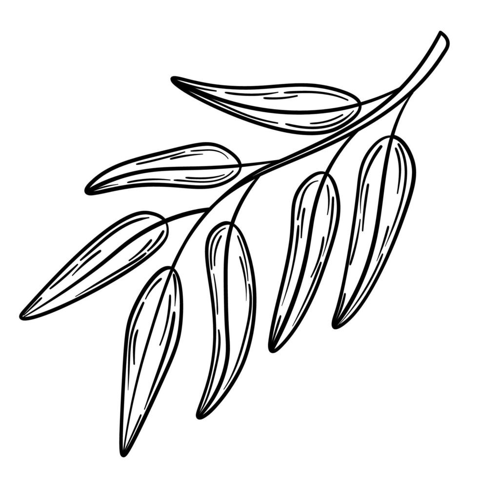 Hand drawn simple olive branch for your design vector