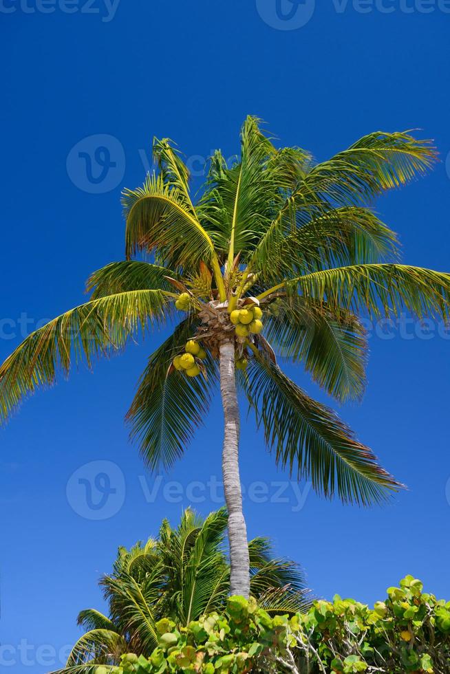 Cocos palm with cocos nuts in Playa del Carmen, Mexico photo