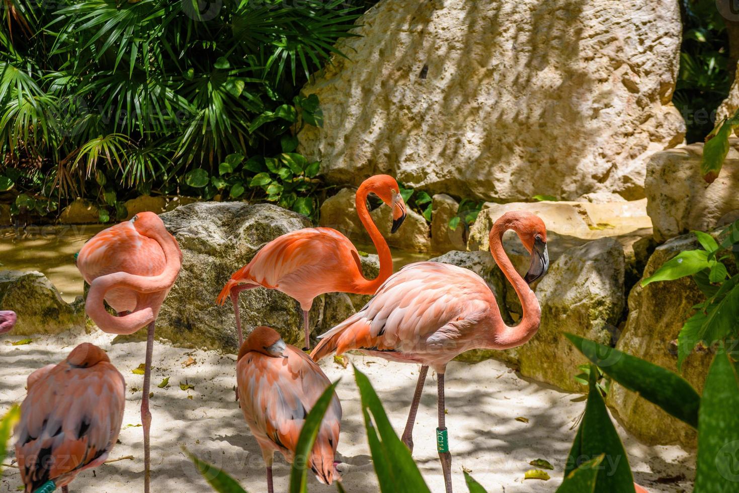 Pink flamingos in the shadow of trees in the park, Playa del Carmen, Riviera Maya, Yu atan, Mexico photo