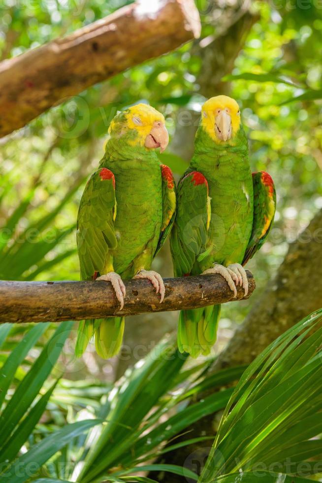 2 double yellow-headed amazons parrots, Amazona oratrix, are sitting on the branch in tropical jungle forest, Playa del Carmen, Riviera Maya, Yu atan, Mexico photo