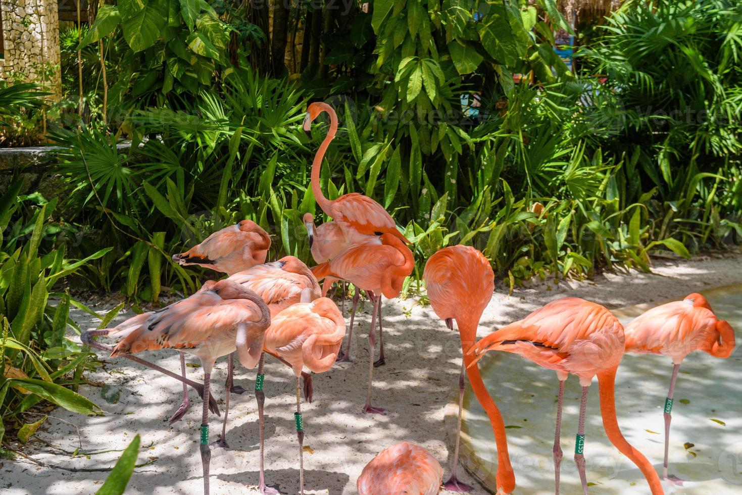 Pink flamingos in the shadow of trees in the park, Playa del Carmen, Riviera Maya, Yu atan, Mexico photo