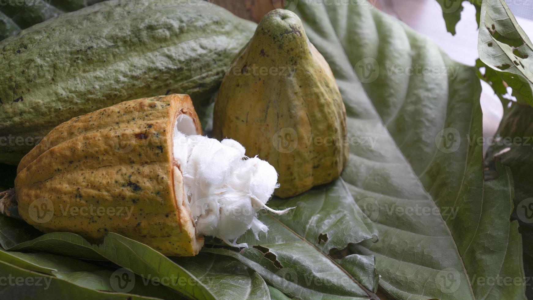 Fresh Dark  cocoa pods with half sliced. photo