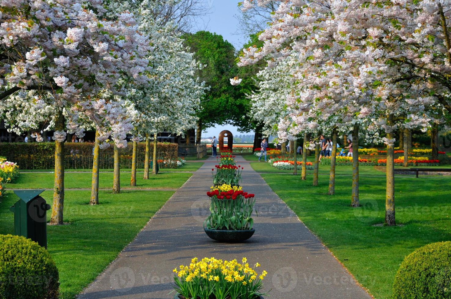Alley with white blooming trees Prunus triloba in Keukenhof park in Holland photo
