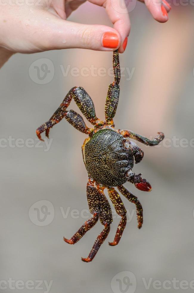 Crab is in girl's hand on the beach photo