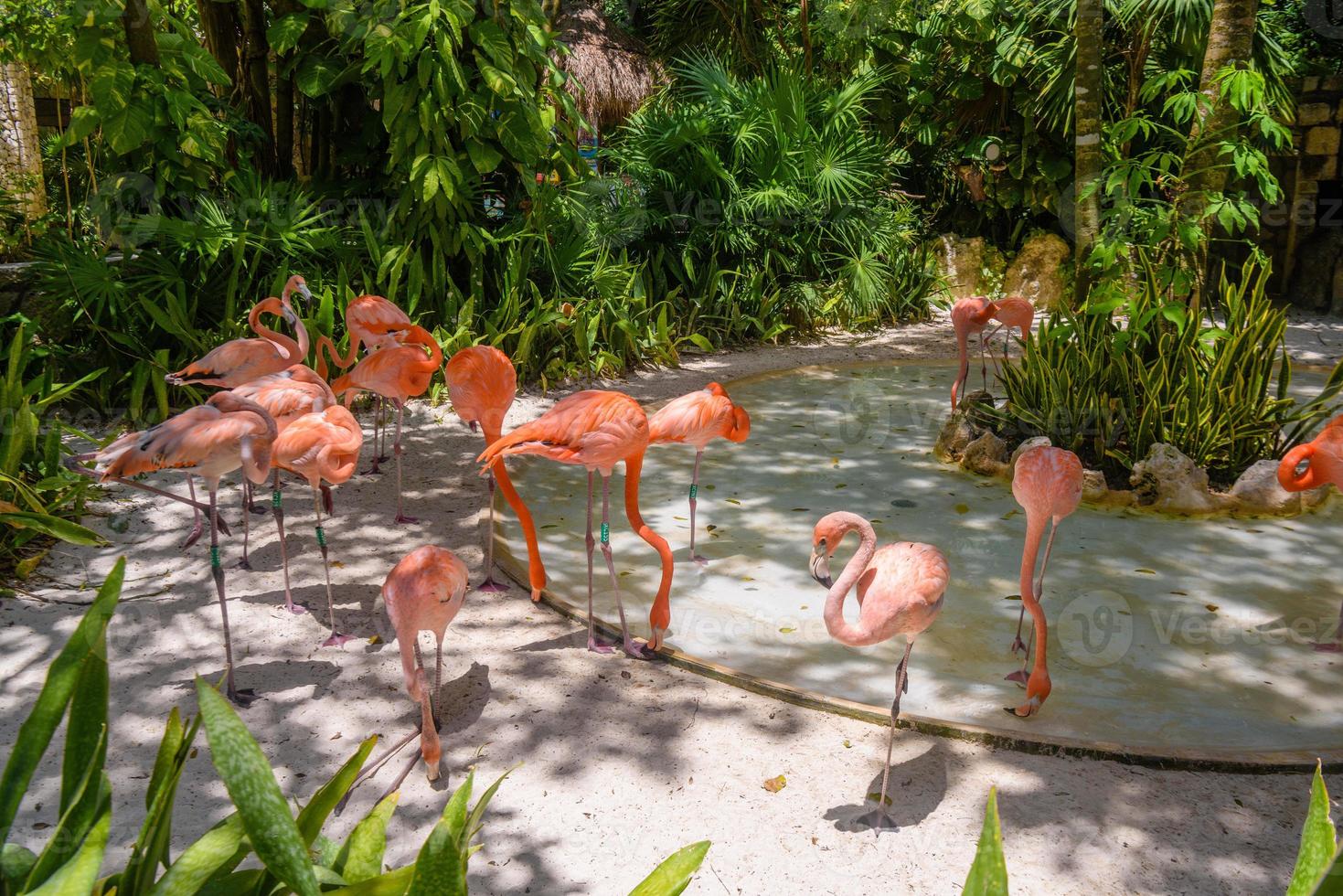 Pink flamingos in the shadow of trees in the park, Playa del Carmen, Riviera Maya, Yu atan, Mexico photo