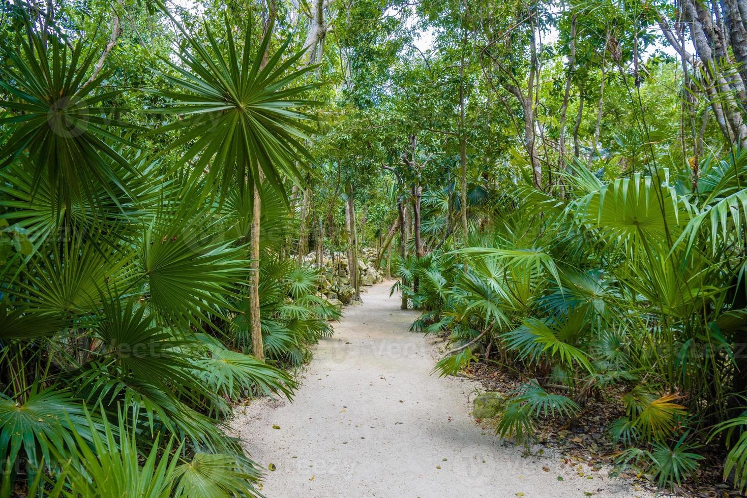 Walking trail path in rain tropical forest jungles near Playa del Carmen, Riviera Maya, Yu atan, Mexico photo