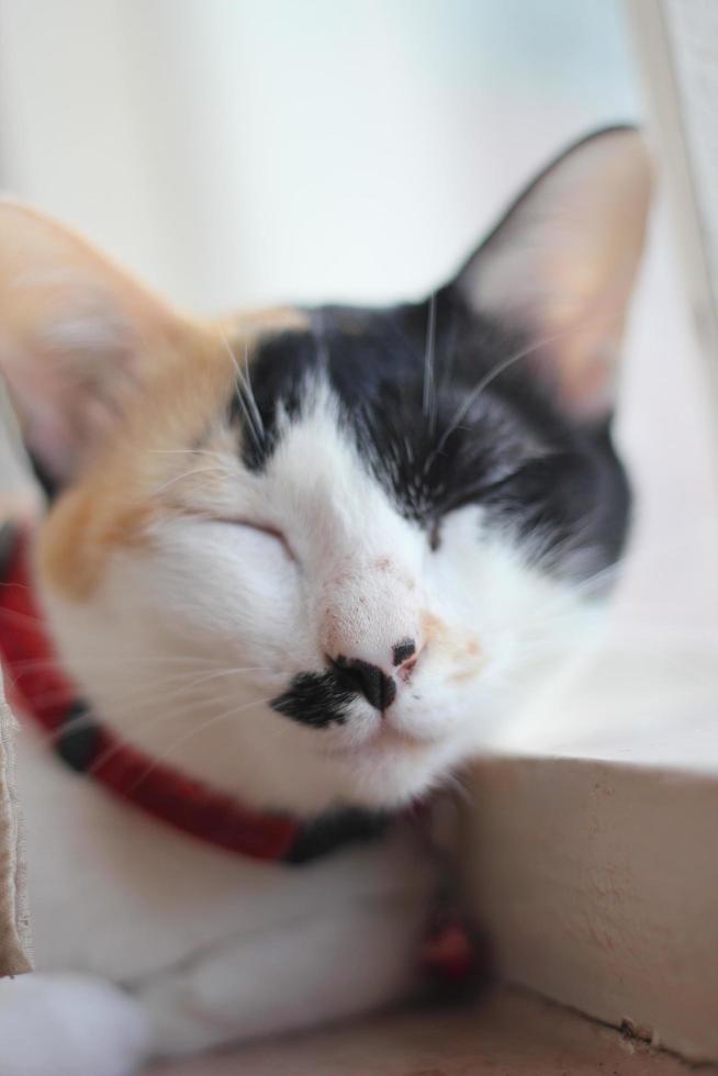 Lazy cat sleeping by the window. photo