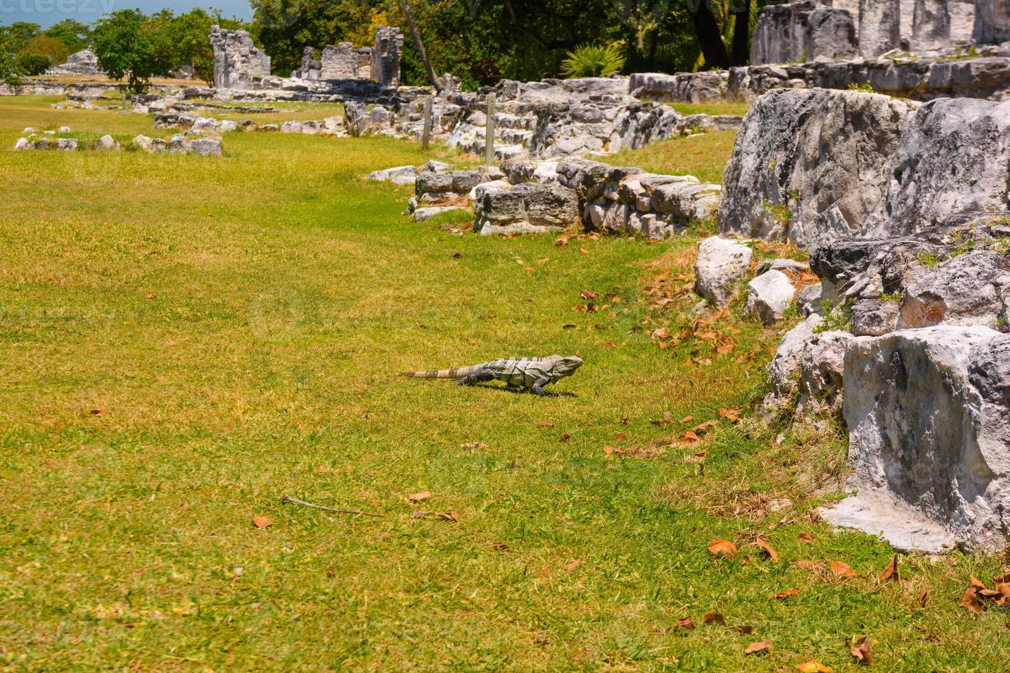 Iguana lizard in ancient ruins of Maya in El Rey Archaeological Zone near Cancun, Yukatan, Mexico photo