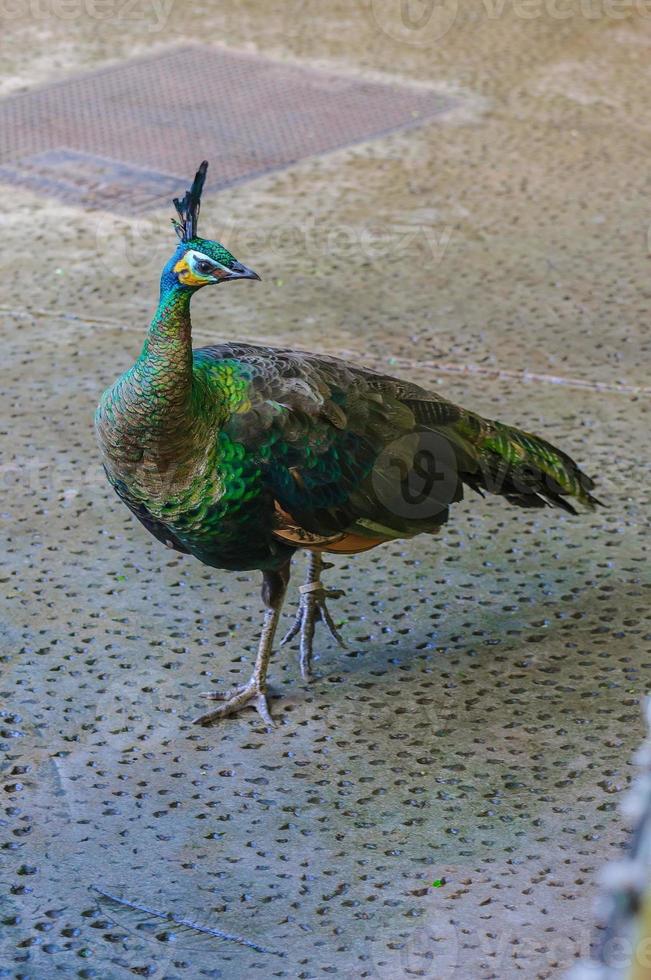 Peacock in Loro Parque, Tenerife, Canary Islands. photo