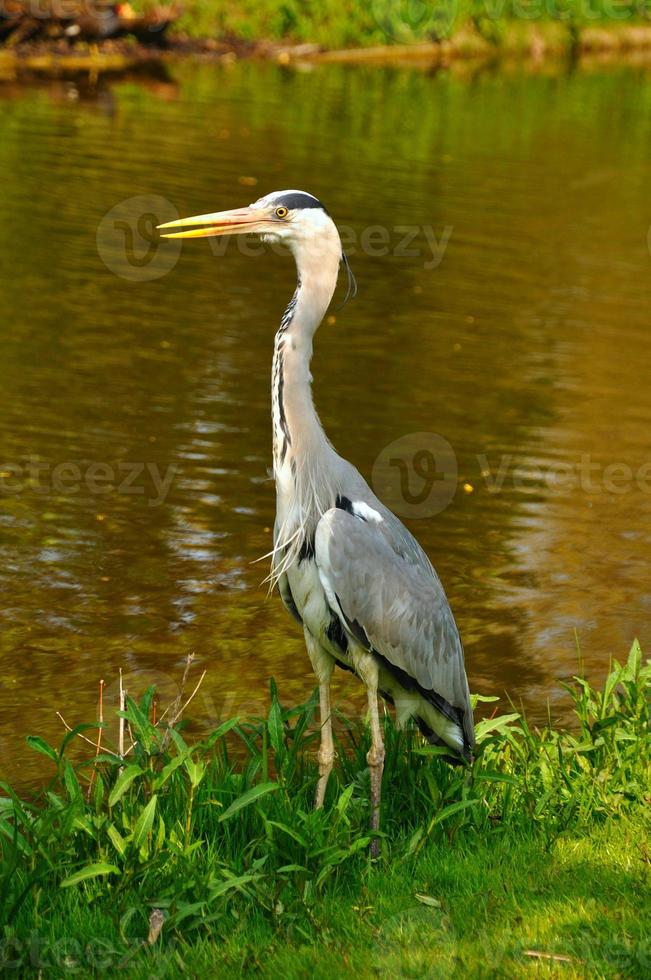 gran garza azul de pie en el parque cerca del lago en un día soleado foto