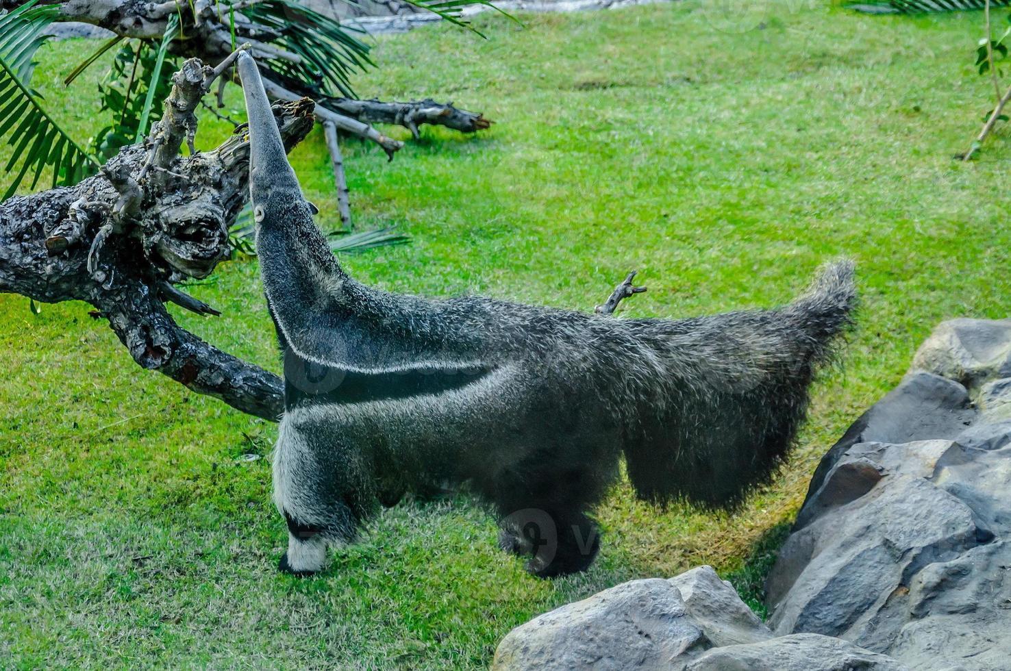 Ant-eater in Loro Parque, Tenerife, Canary Islands. photo