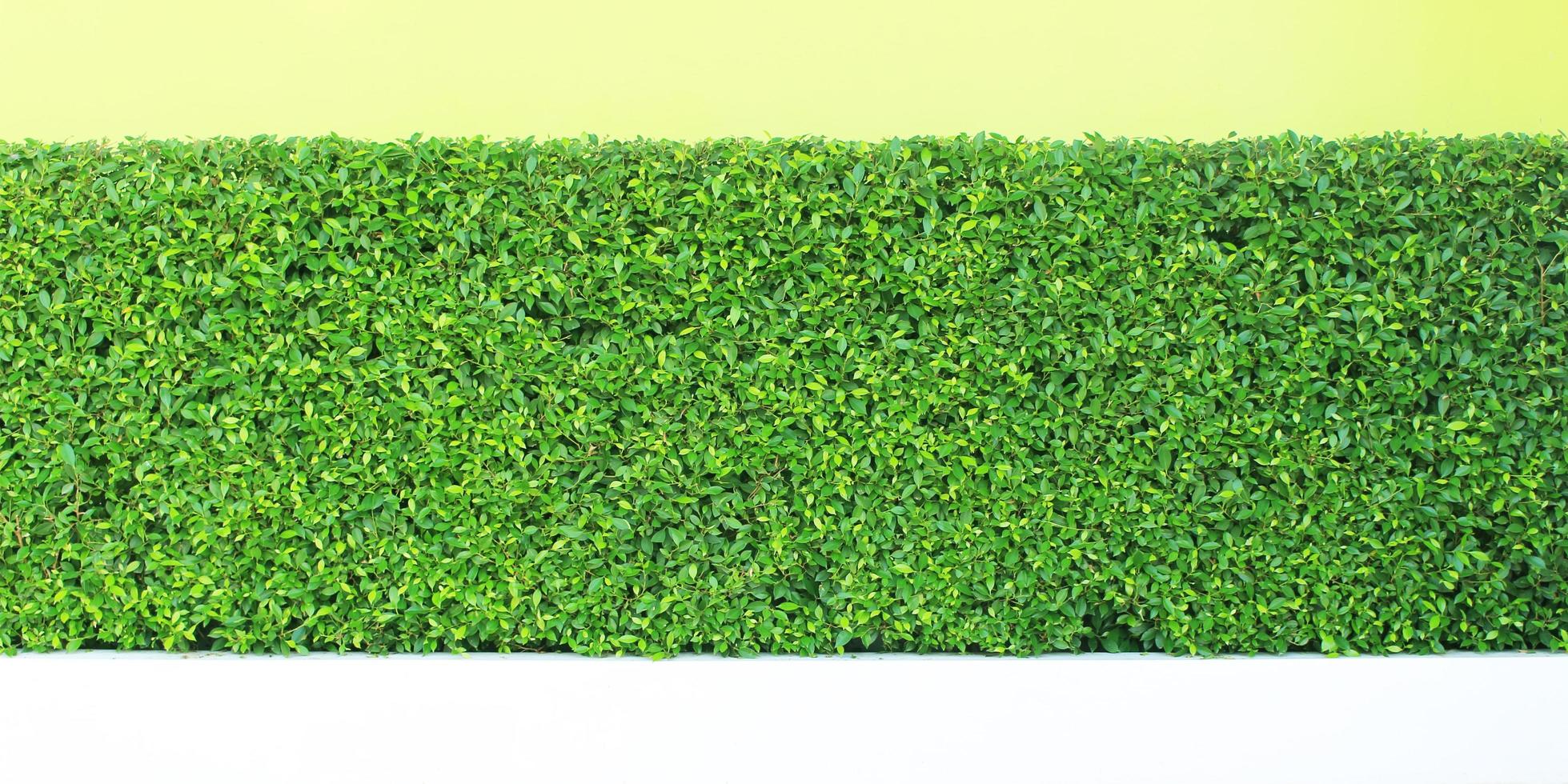 Vertical garden green leaves wall or tree fence for background photo