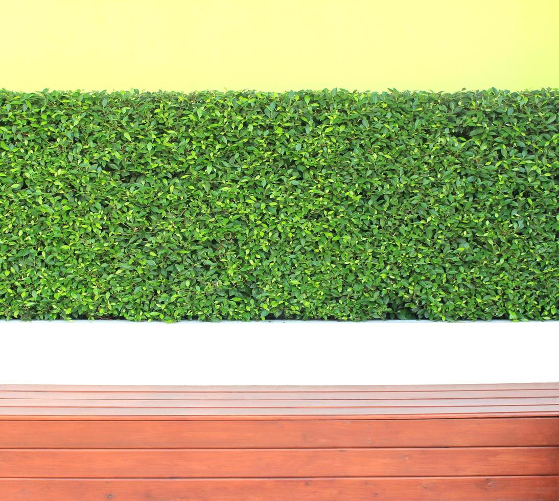 Vertical garden green leaves wall or tree fence for background photo