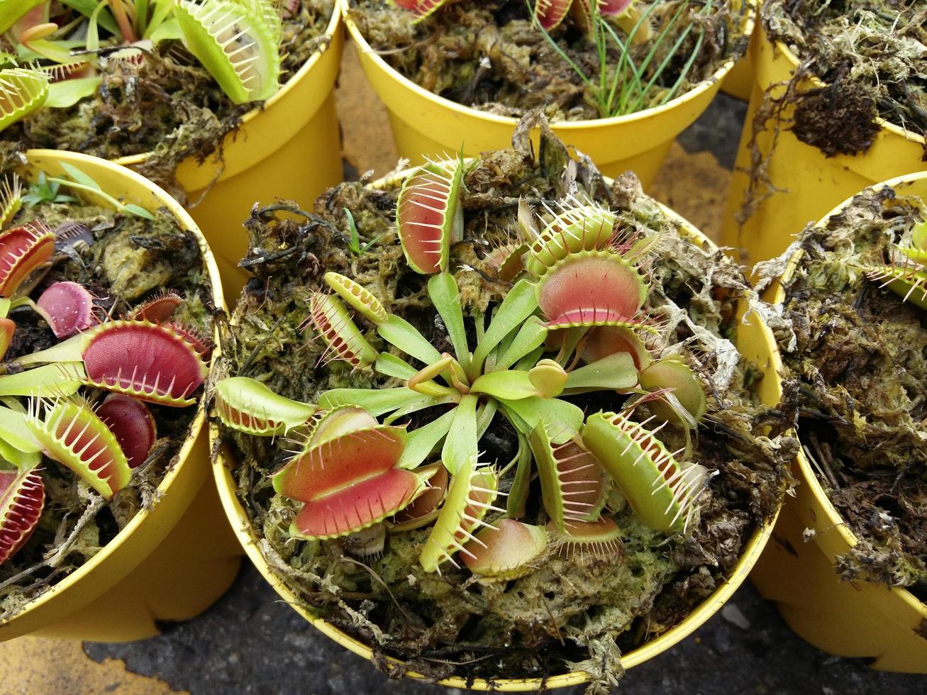 carnivorous tropical flytrap pitcher plant,nepenthes species photo