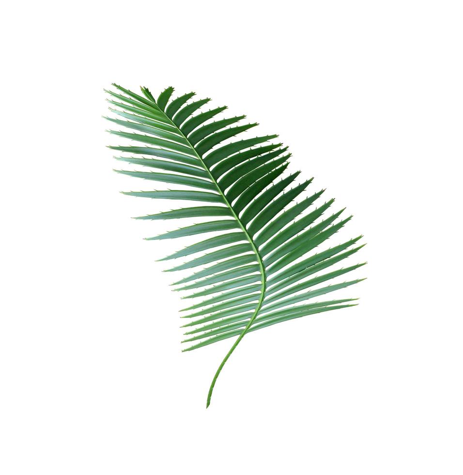 green palm leaf isolated on white background with clipping path photo