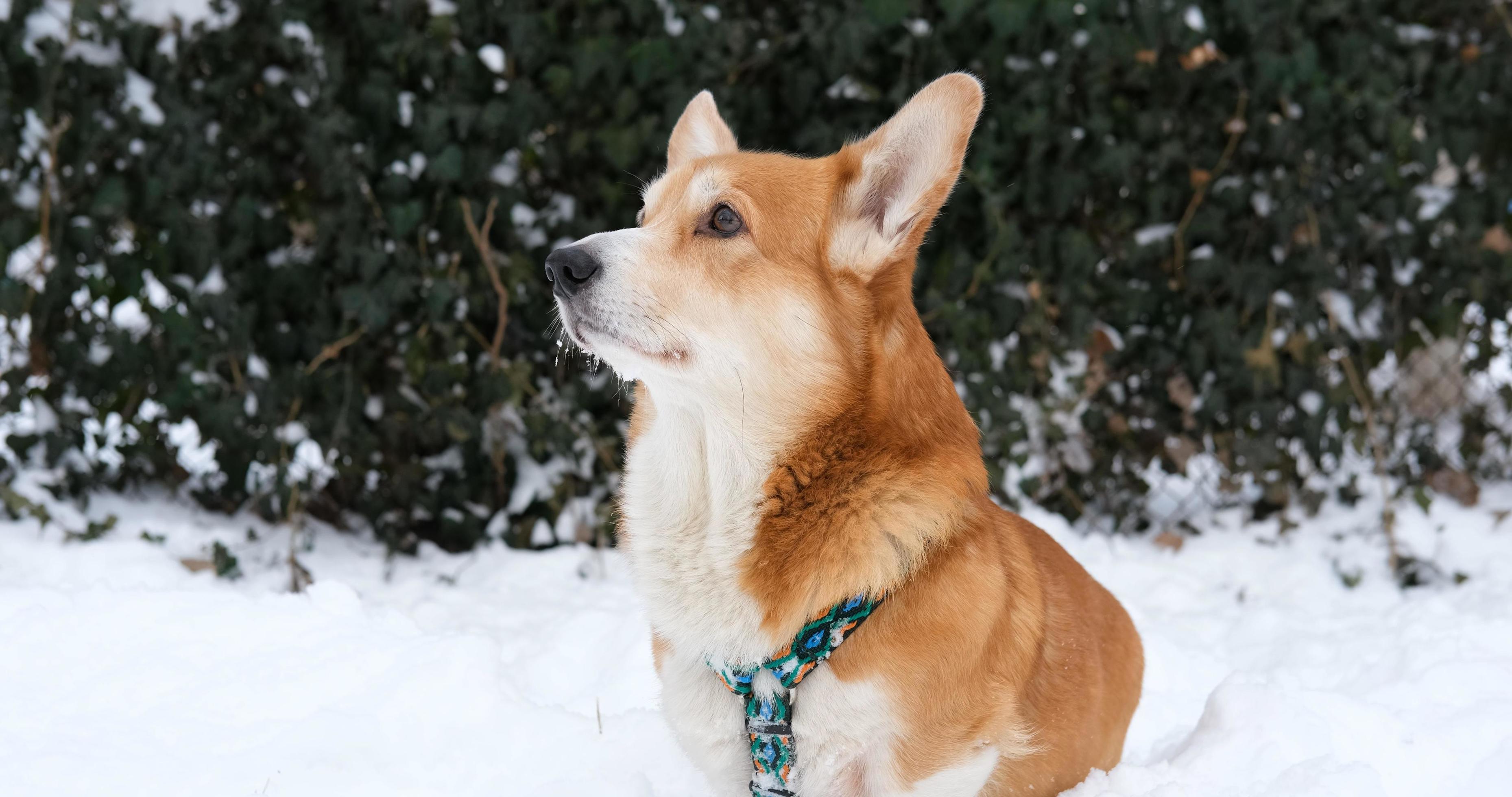 Corgi Puppy'S Epic Pampering Session! - t74zzqt