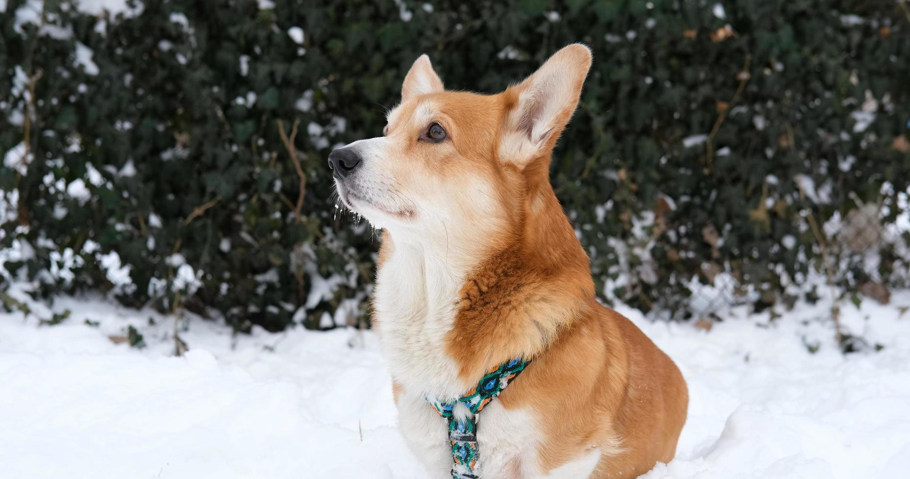 Funny corgi dog in the snow photo