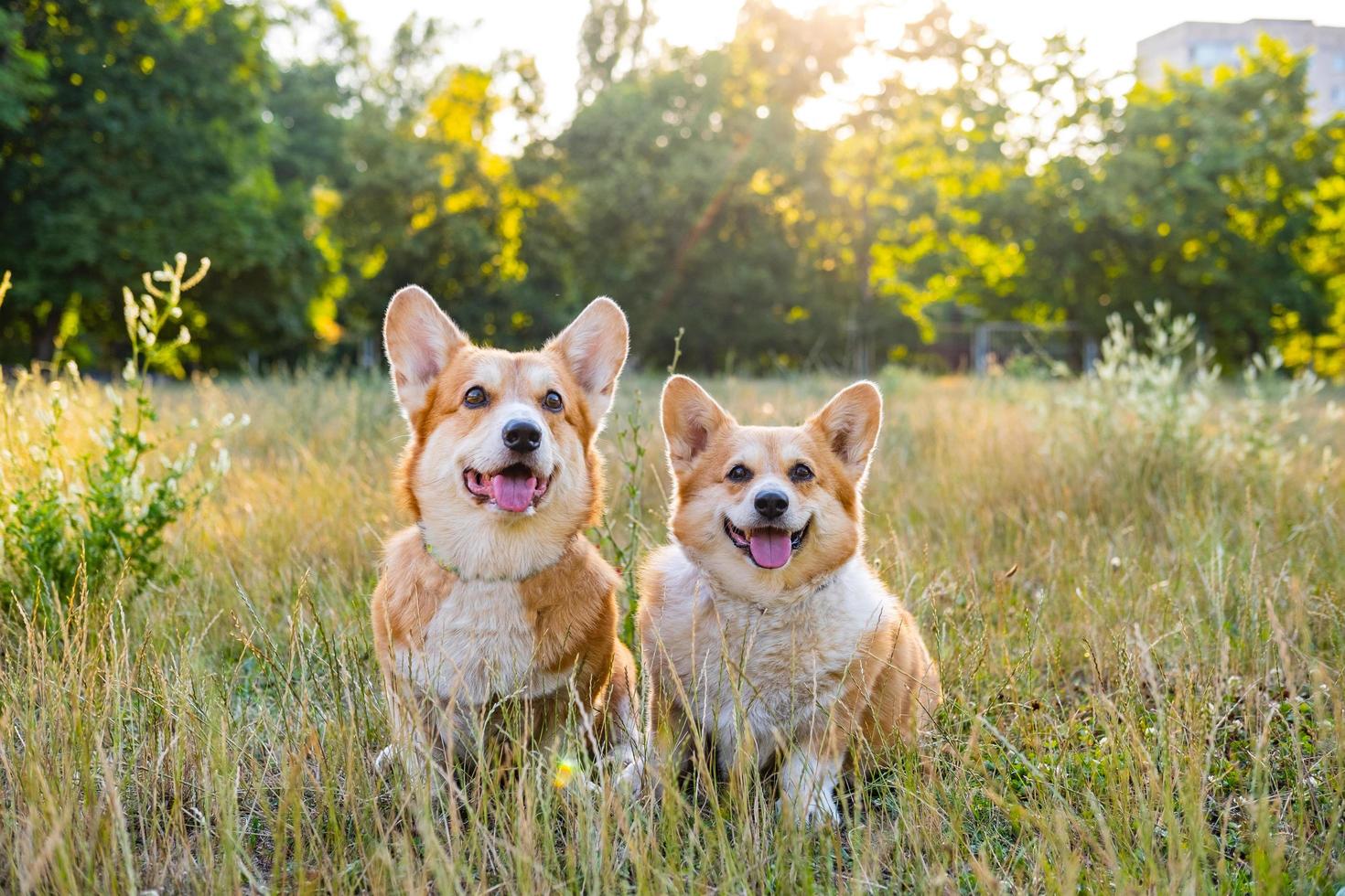 dos lindos corgis posando en el parque foto