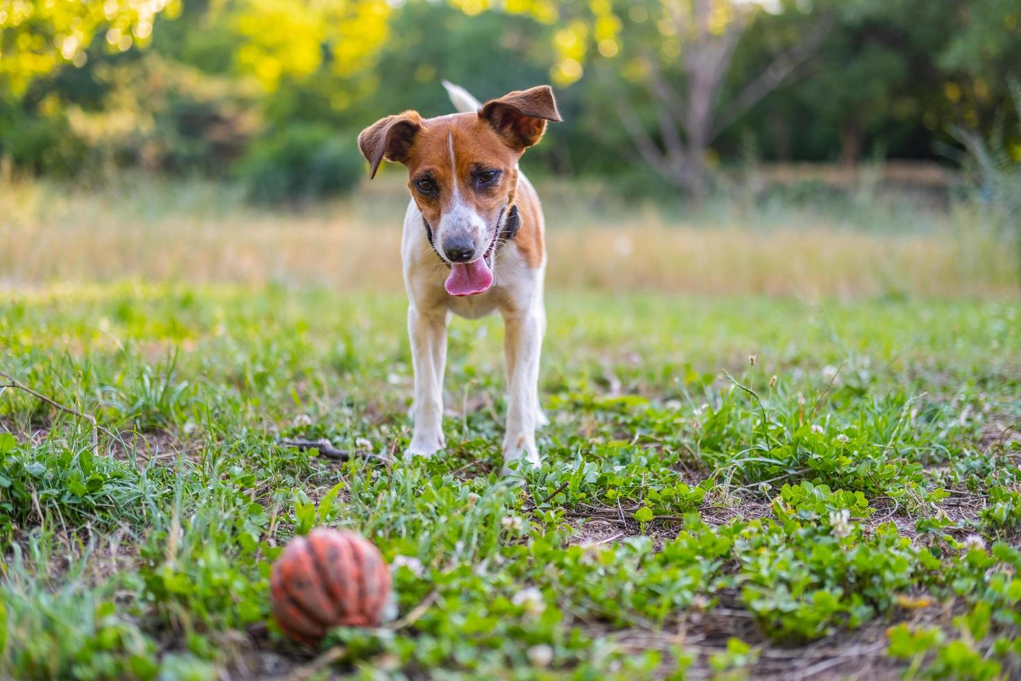 jack russell terrier in the park photo