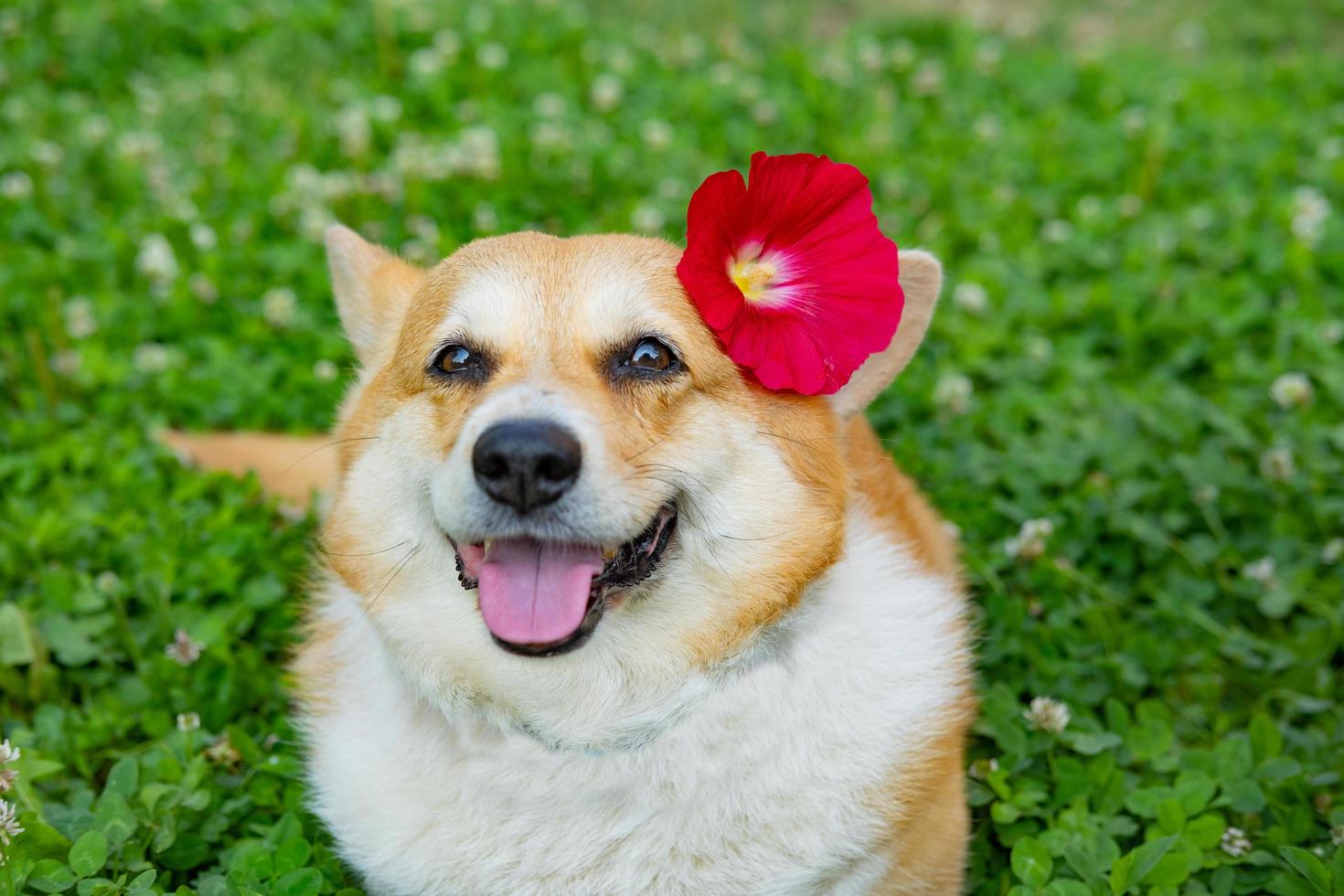 Portrait of funny corgi dog outdoors in the park photo