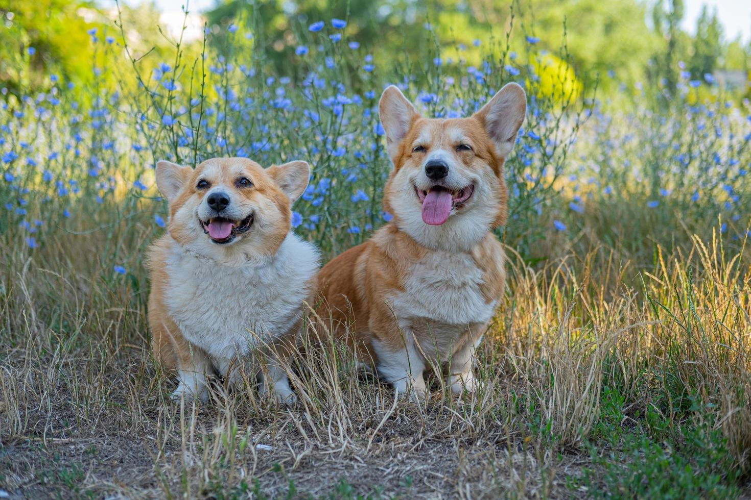 Two cute corgis posing in the park photo