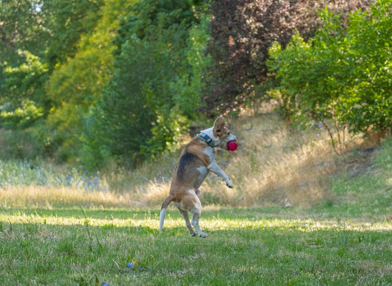 perro beagle juega con la pelota en la hierba foto